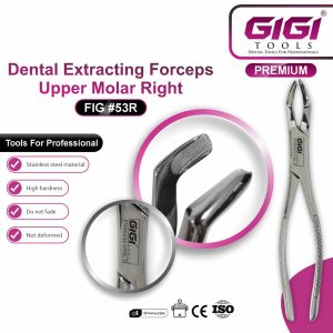 Dental Extracting Forceps Fig. 53L & 53R – Upper Molar - Image 5
